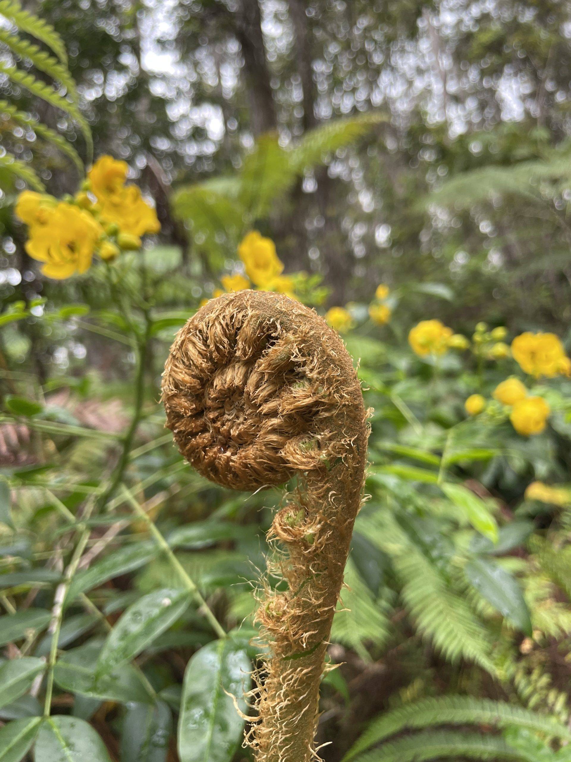 A newly formed leaf of a fern