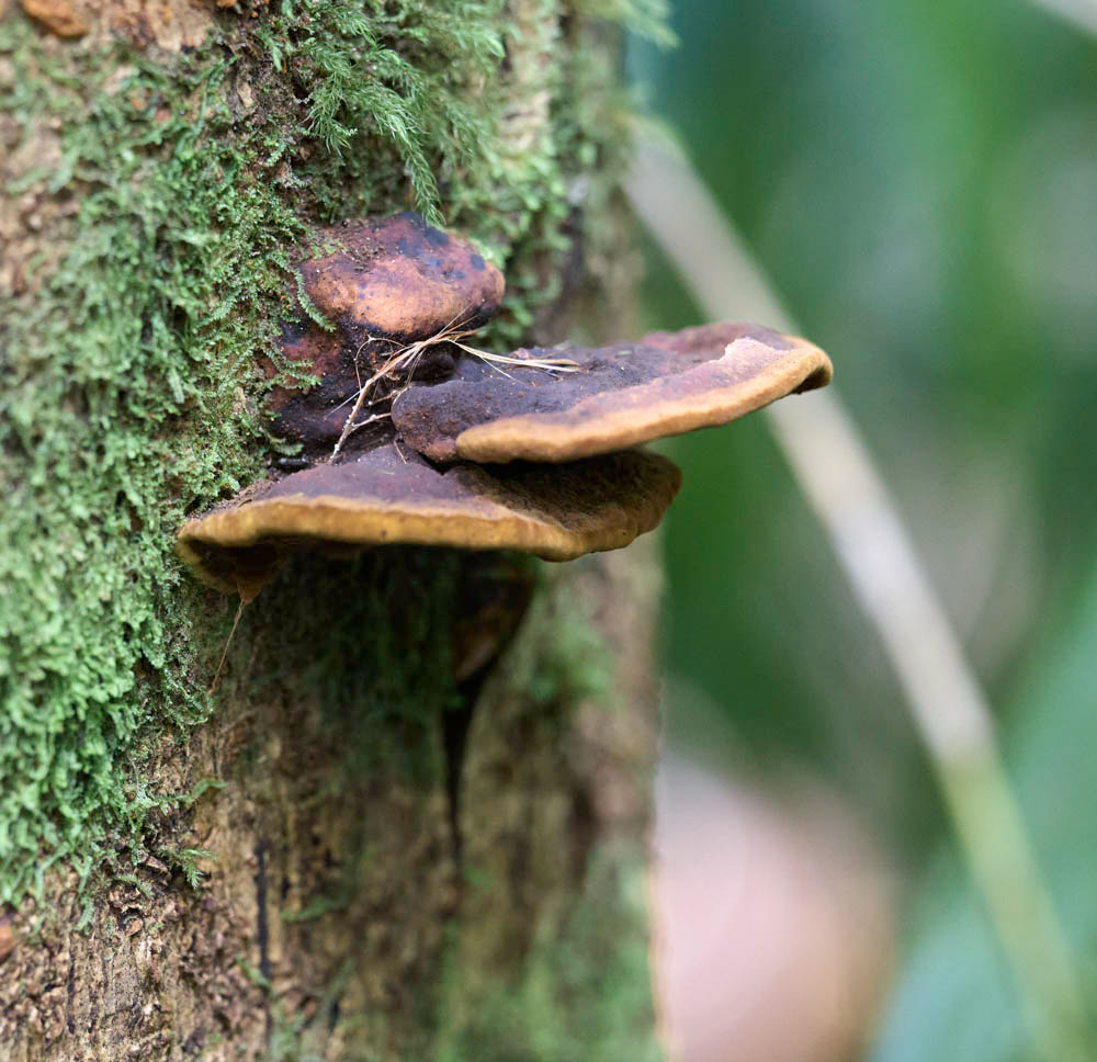 Microporus Mushroom Hawaii