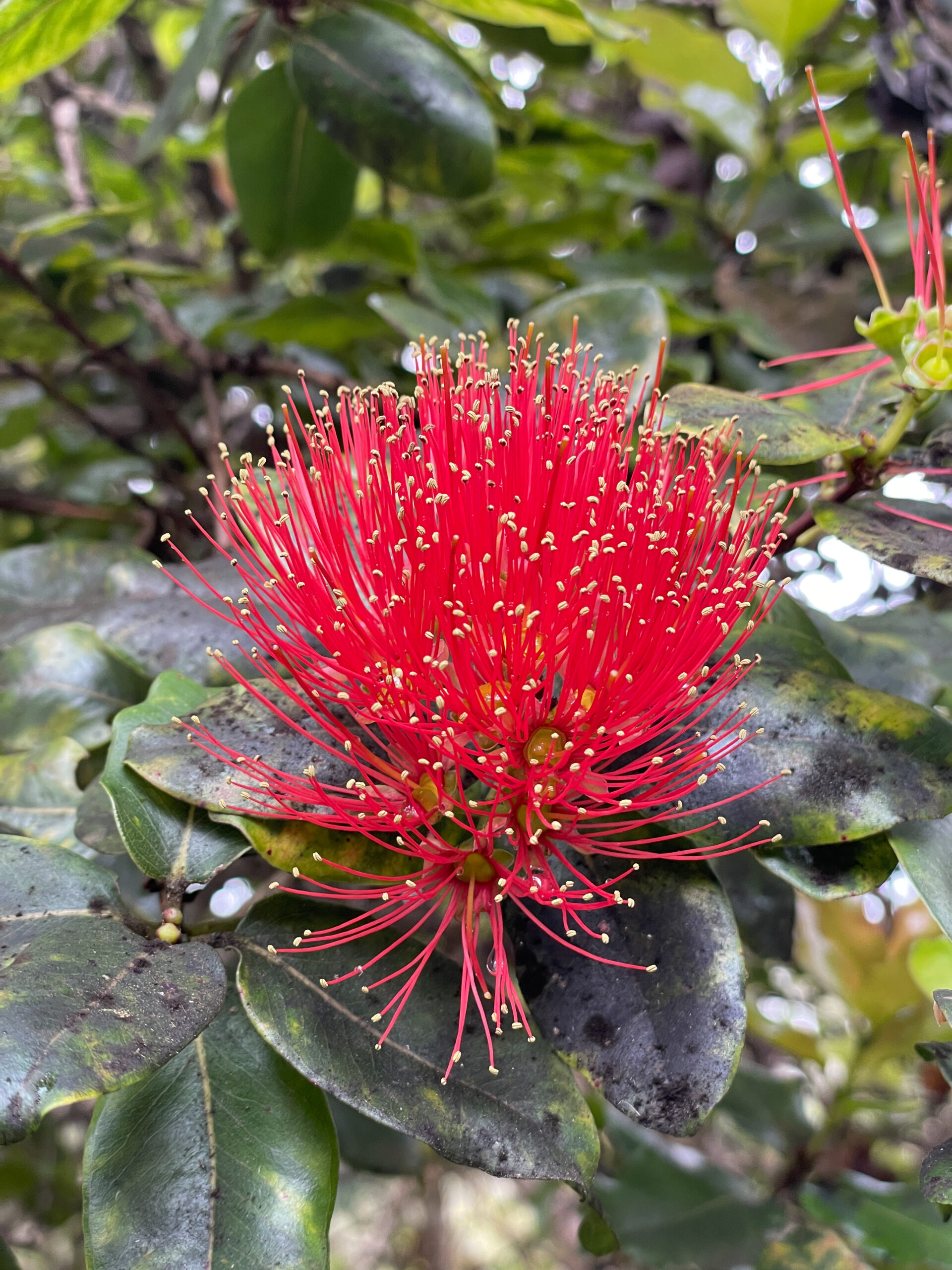 Ohia Tree Hawaiian Cloud Forest