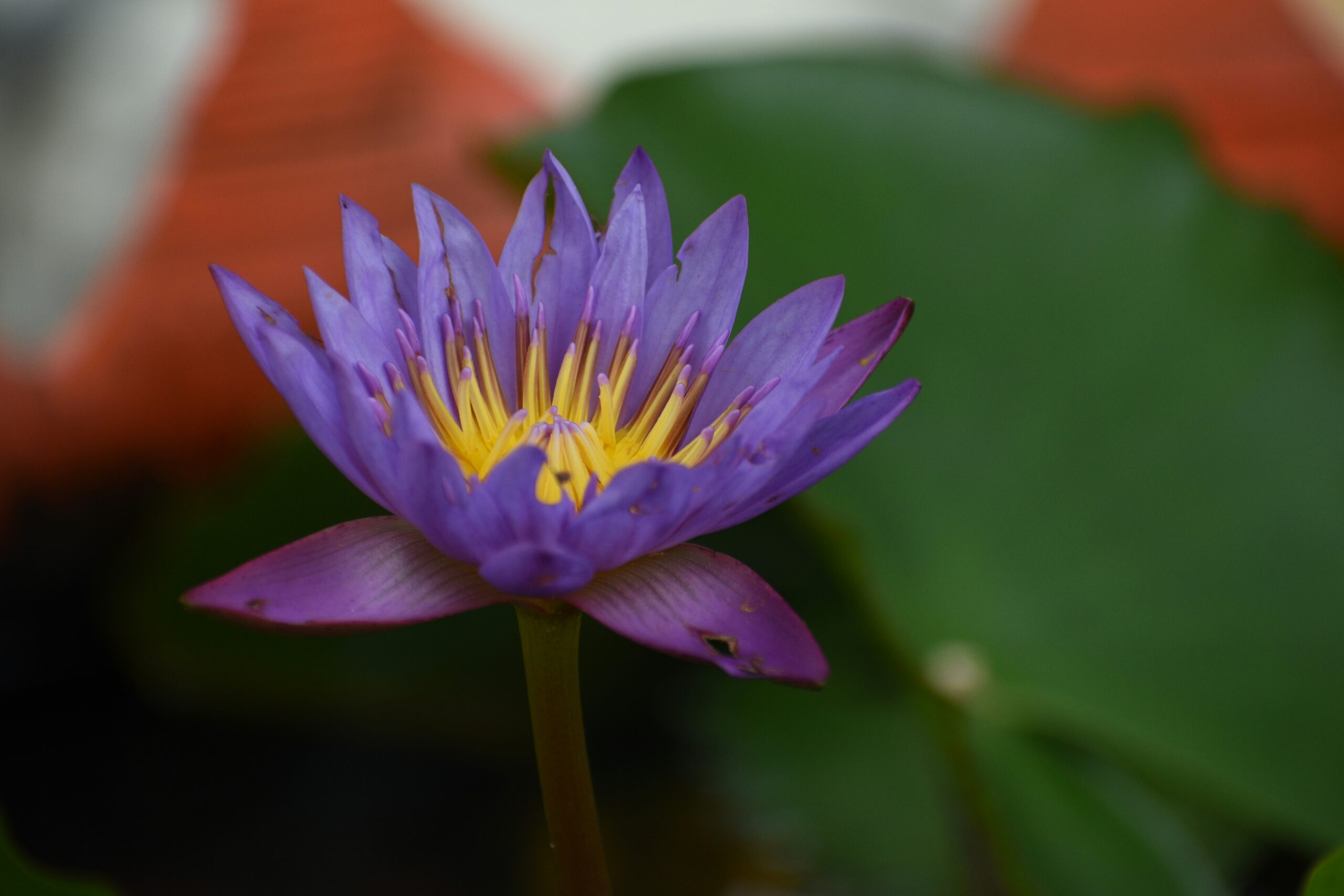 blue lotus Egyptian healing flower