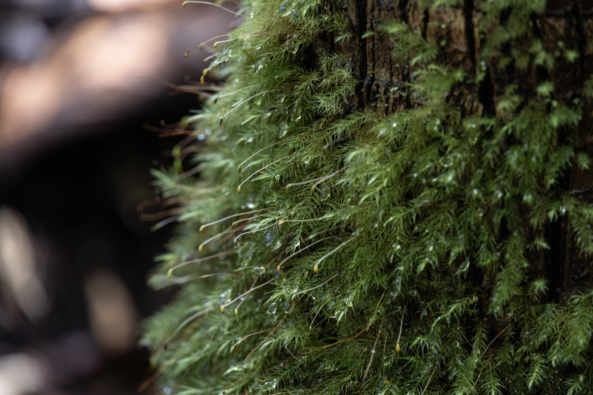 Moss growing on a tree