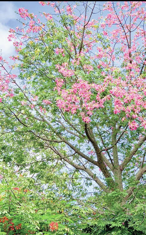 Tropical Gardening With Color