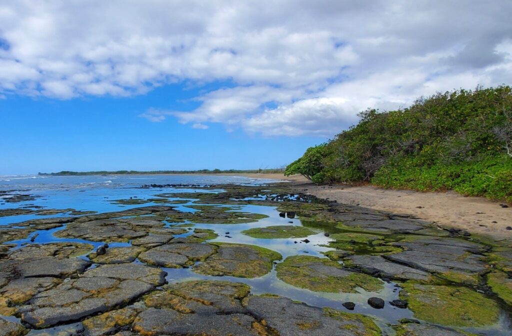 Tide Pool Exploration Kona Hawaii