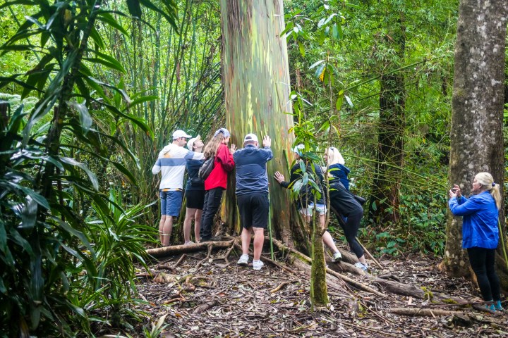 a group of people in a forest