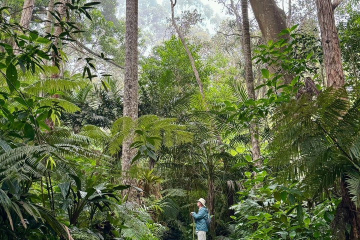 a person standing next to a tree in a forest