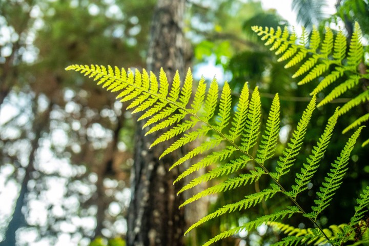 a close up of a plant