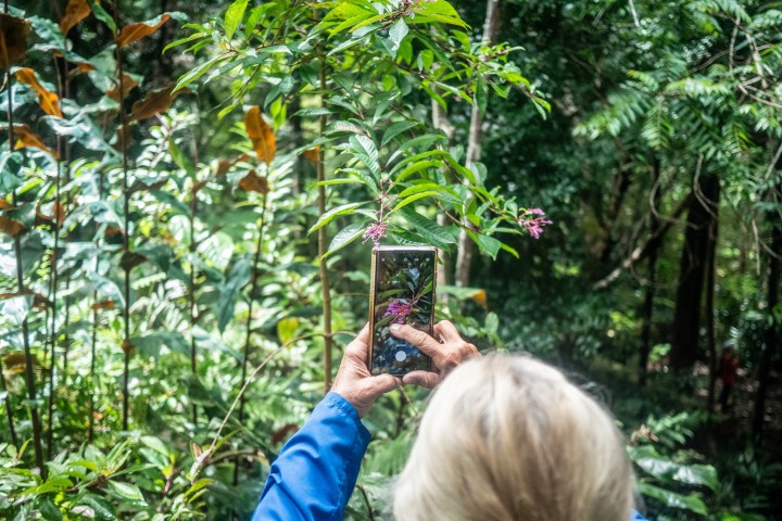 a group of people in a forest
