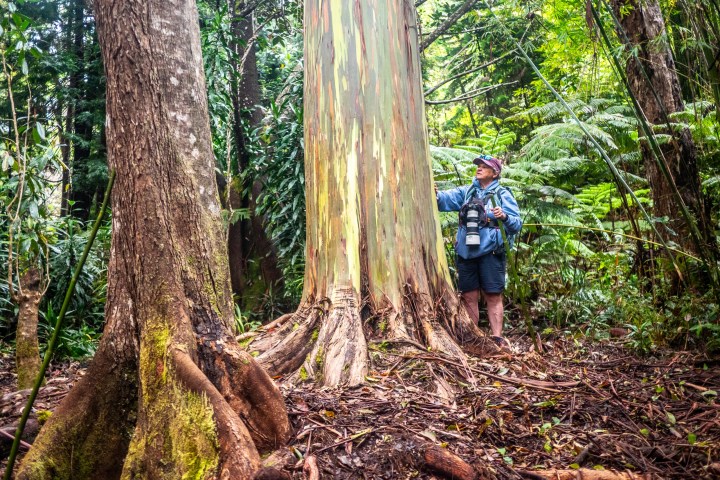 a person standing next to a tree in a forest