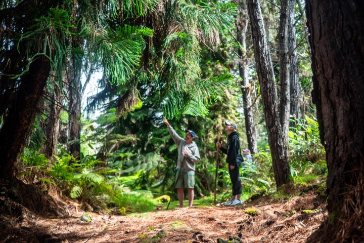 a person riding a dirt trail next to a tree in a forest