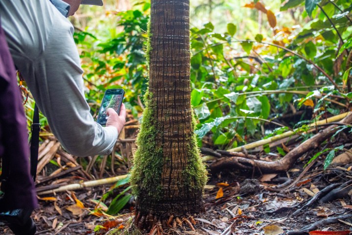 a person standing in a garden