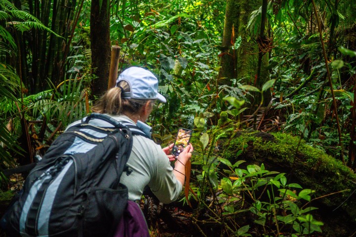 a person in a forest