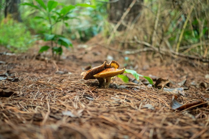 a bird sitting on top of dry grass