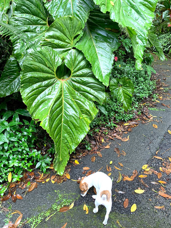 a plant in a garden
