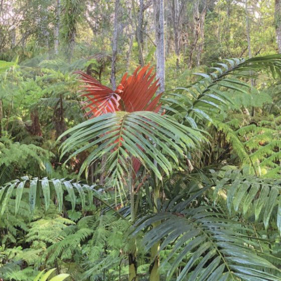 a group of palm trees next to a tree