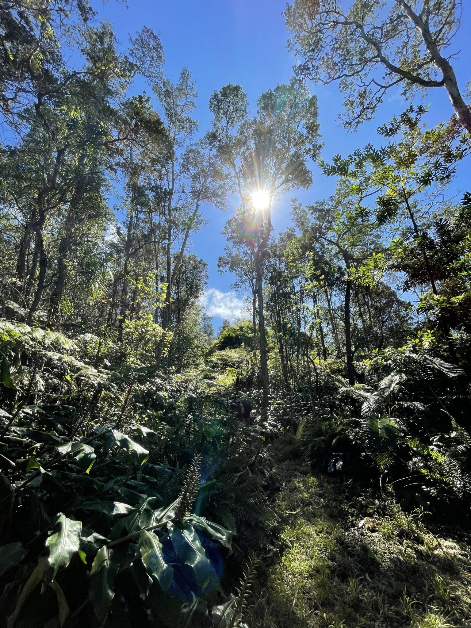 a tree in a forest