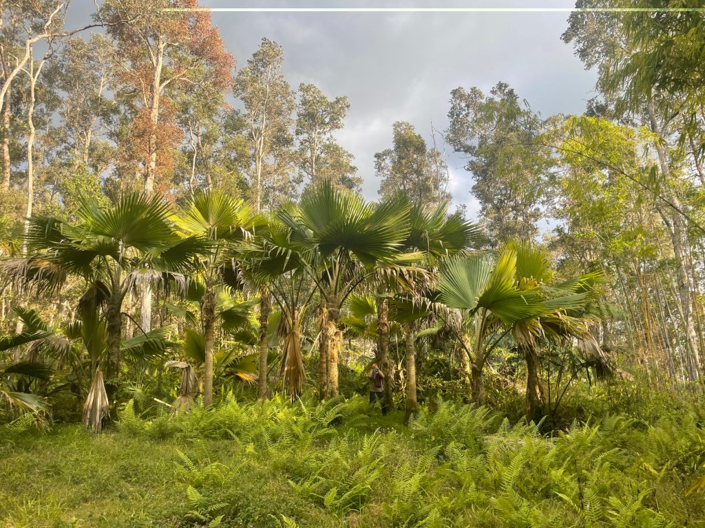 a group of palm trees next to a tree