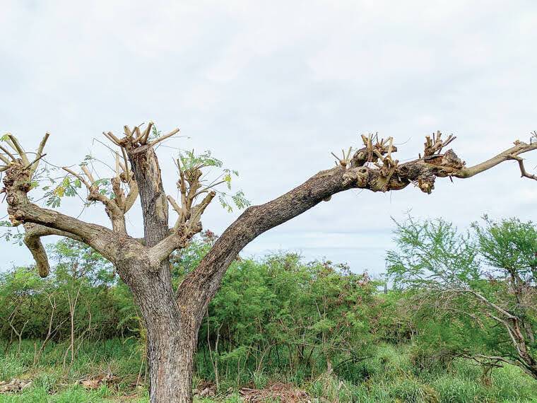 a giraffe standing next to a tree