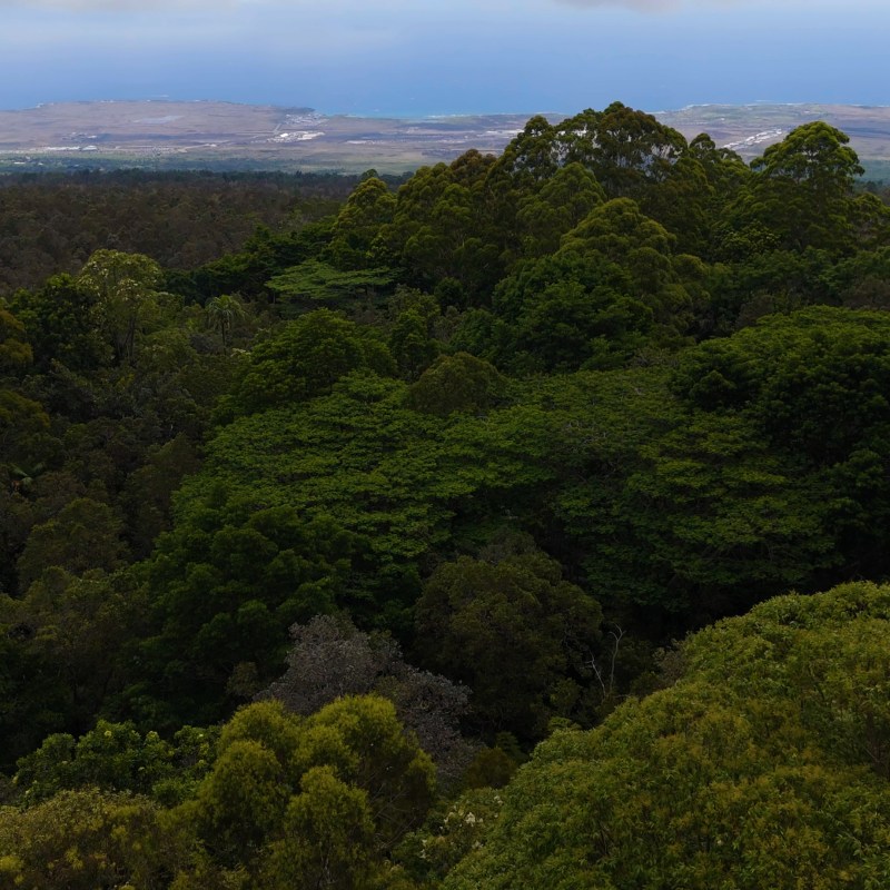 a large green field with trees in the background