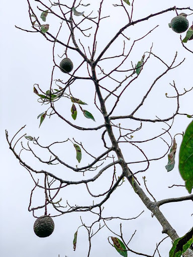 a bird sitting on a tree branch