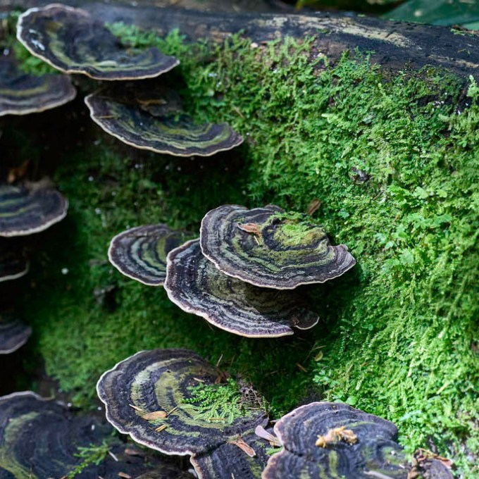 a turtle in the grass