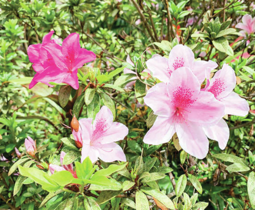 a close up of a flower