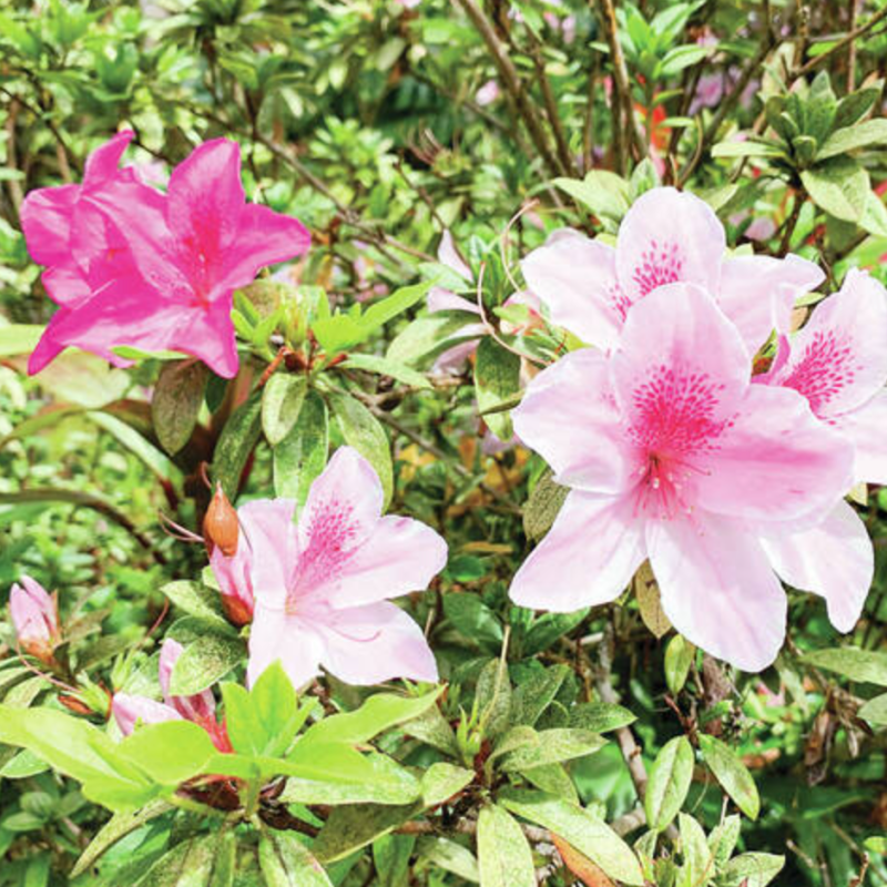 a close up of a flower