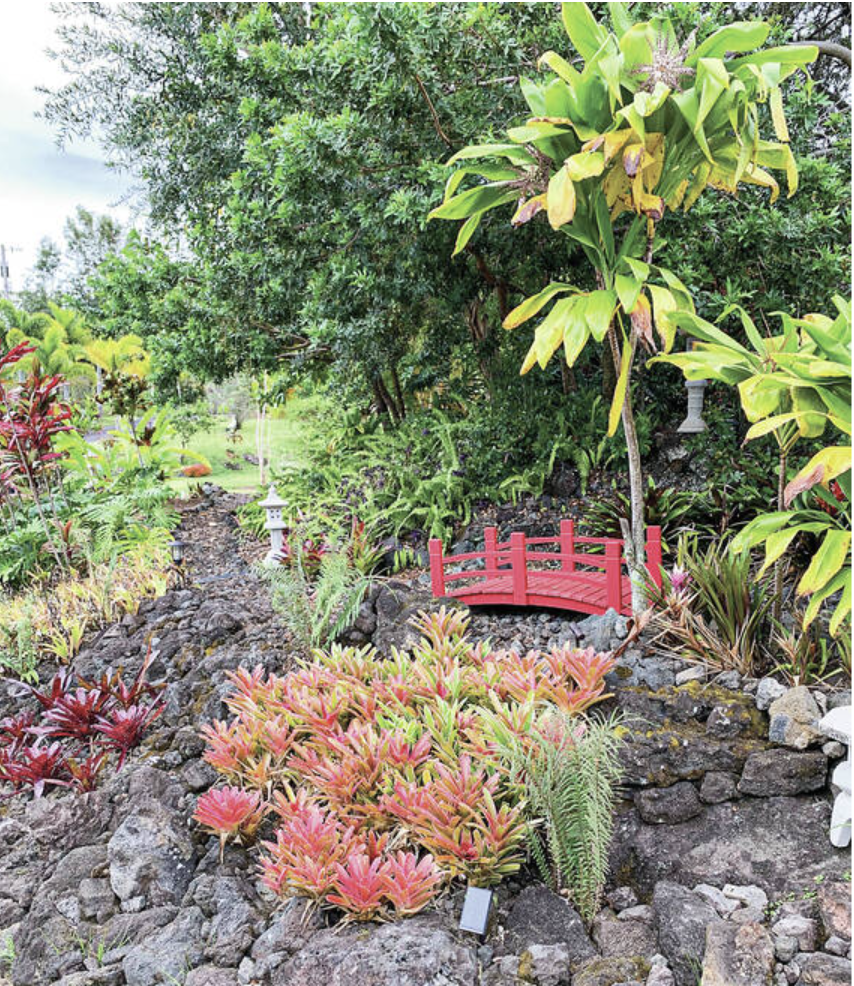 a plant in a garden