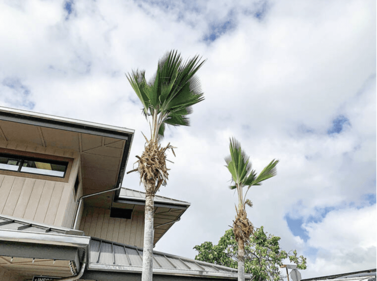 a tree in front of a building