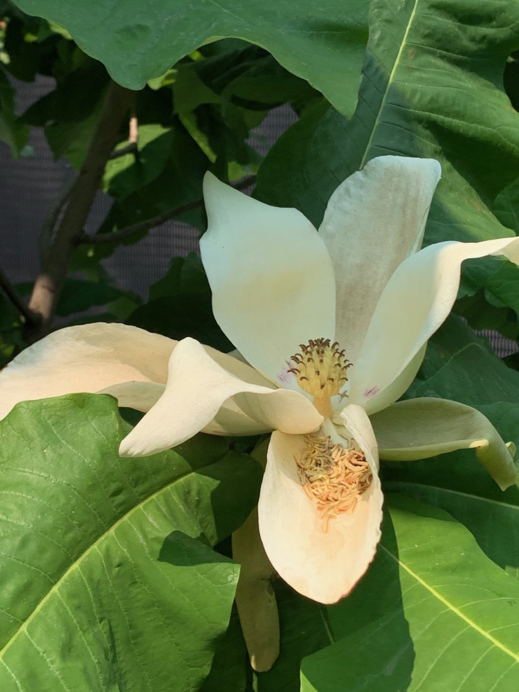 a close up of a flower
