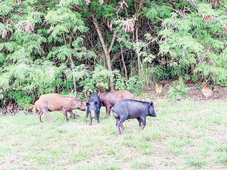 a herd of cattle standing on top of a lush green field