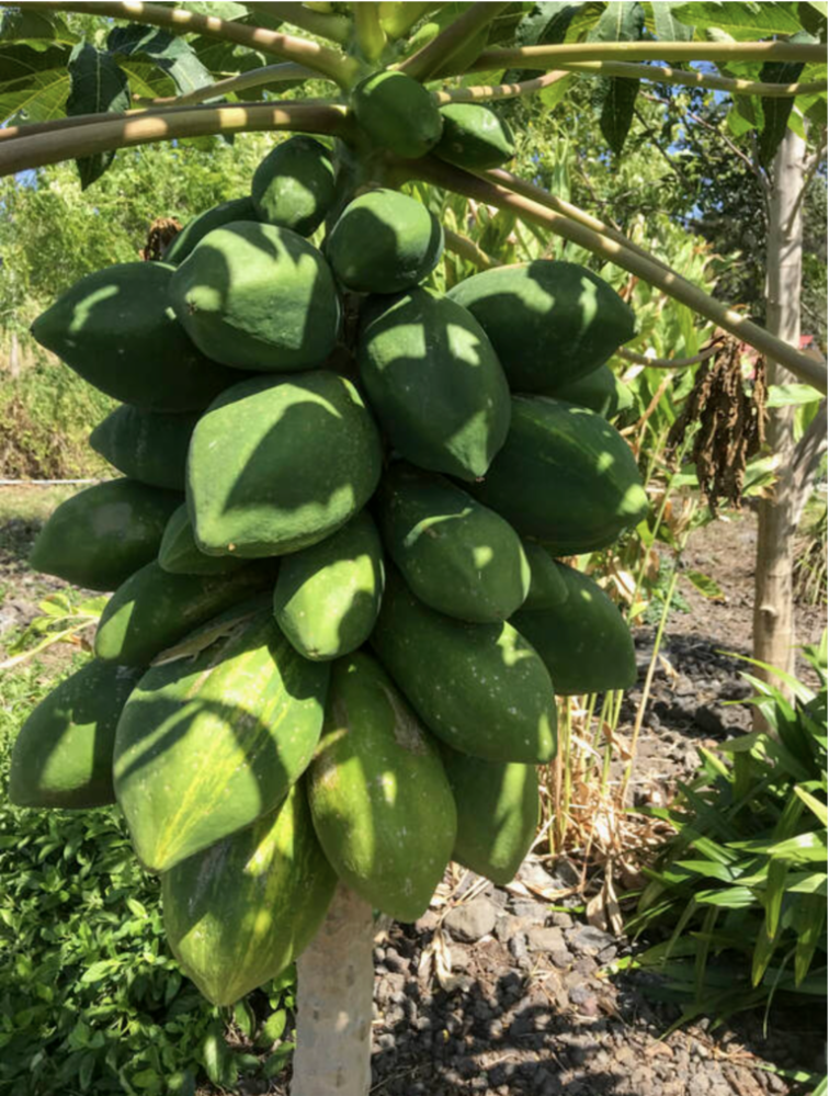 a close up of a fruit tree