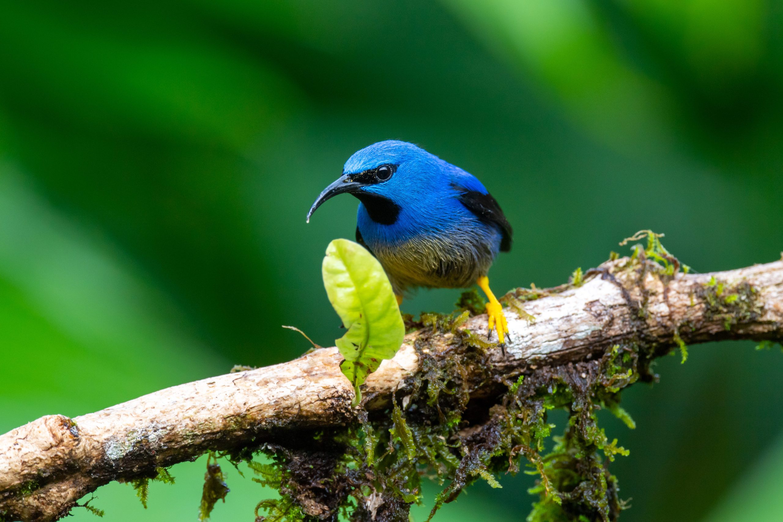 a small blue bird perched on a tree branch