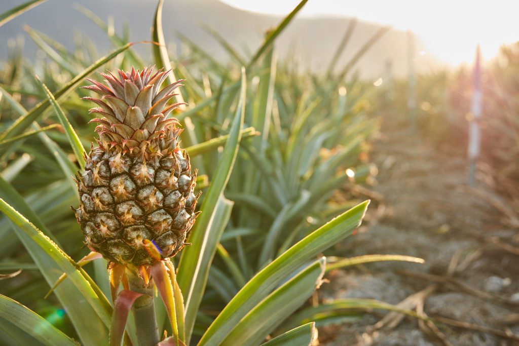 a pineapple on a plant