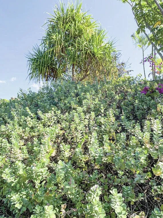 a group of bushes next to a tree