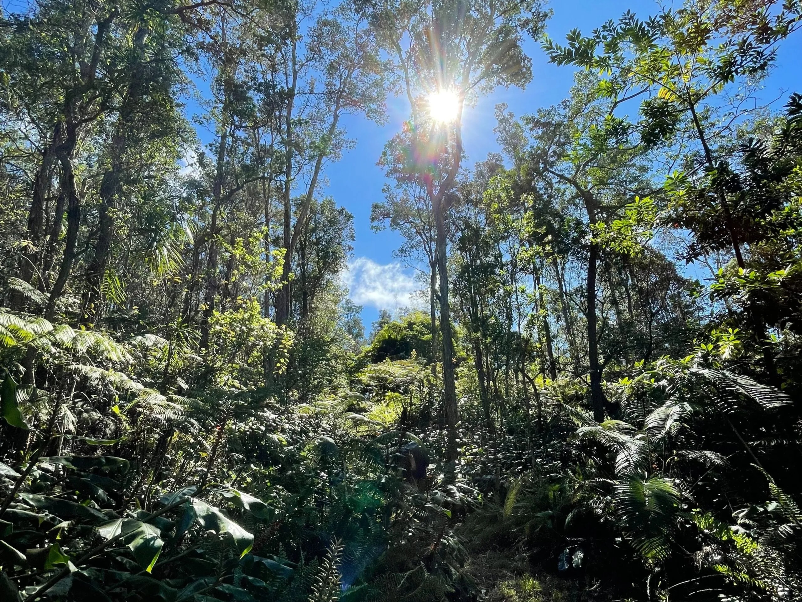 Hybrid Reforestation In Hawai'i: What We've Observed | Cloud