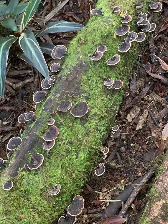 a close up of a garden