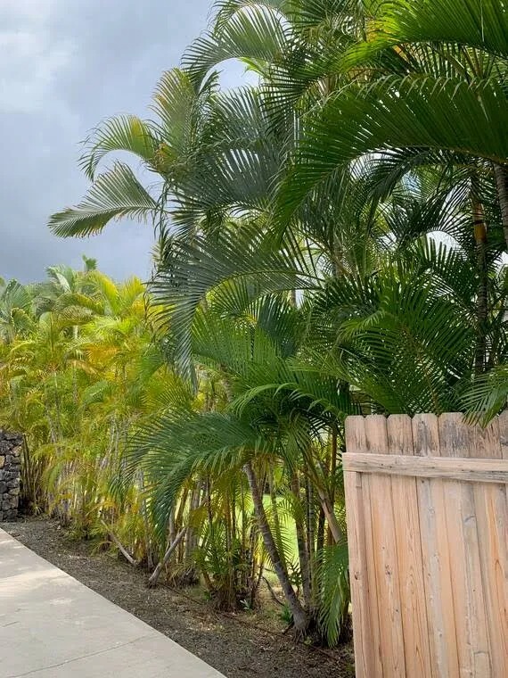 a palm tree