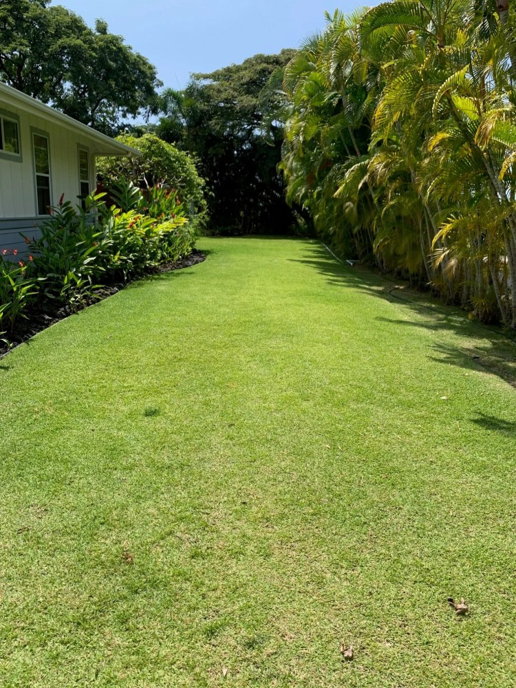 a green yard