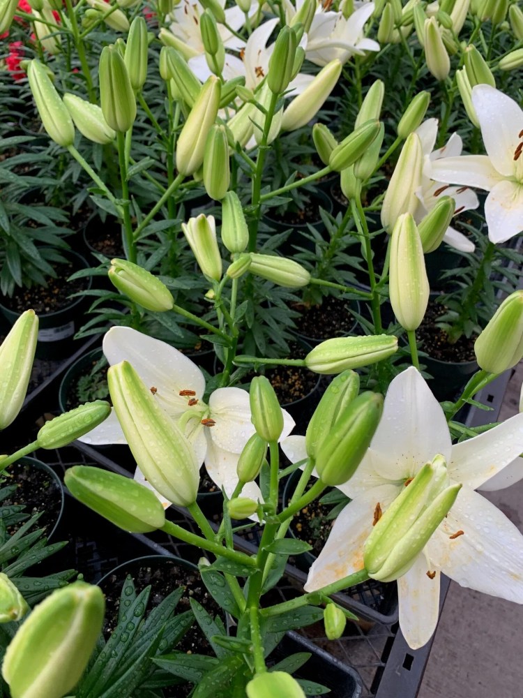 a close up of a flower