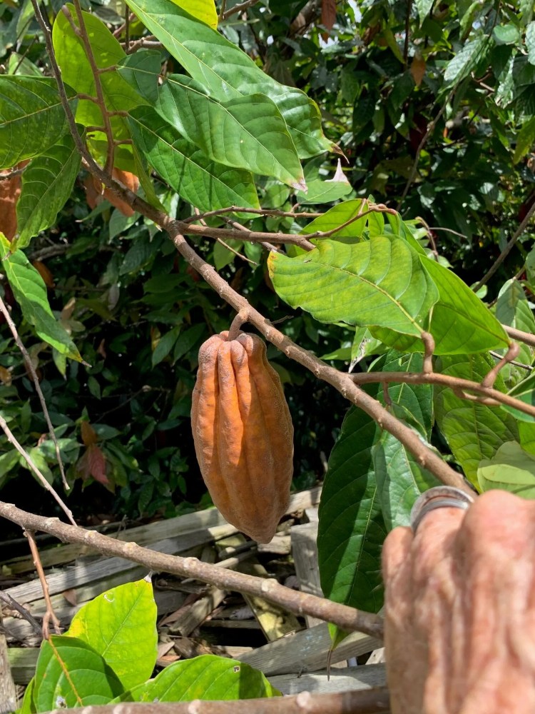 a close up of a fruit hanging on a tree branch