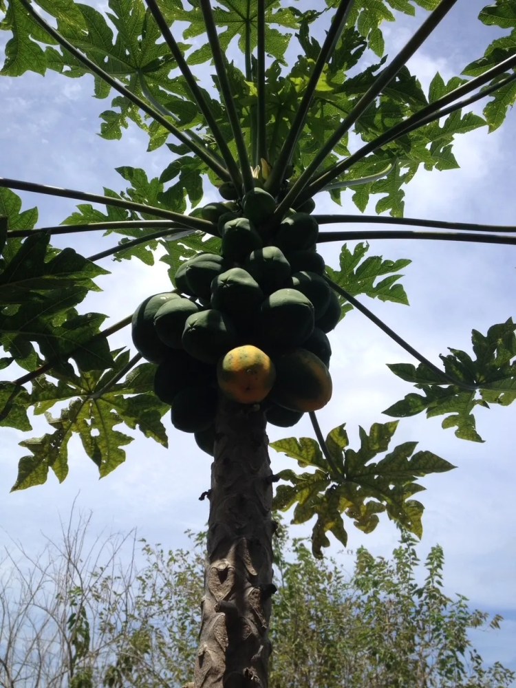 a group of fruit on a tree branch