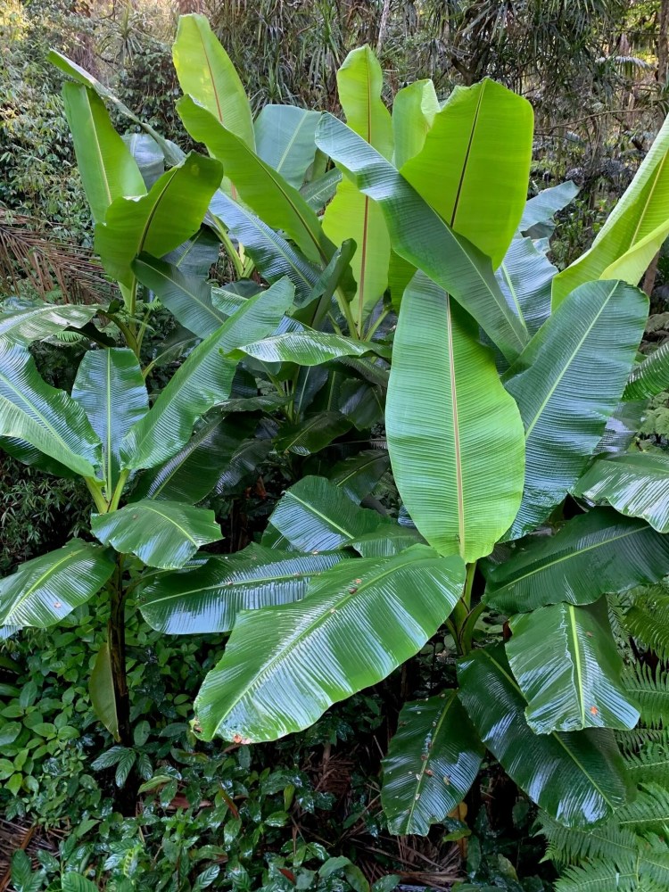 a close up of a green plant