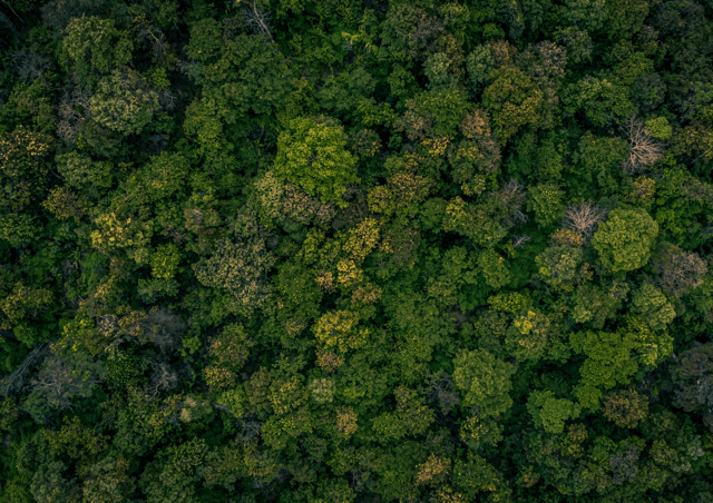 a group of broccoli next to a tree