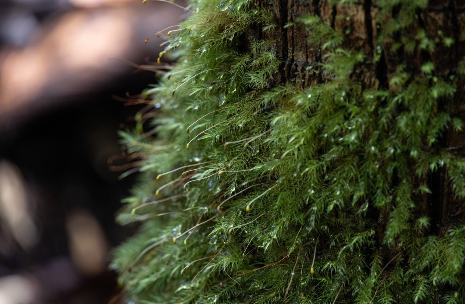 a close up of a tree