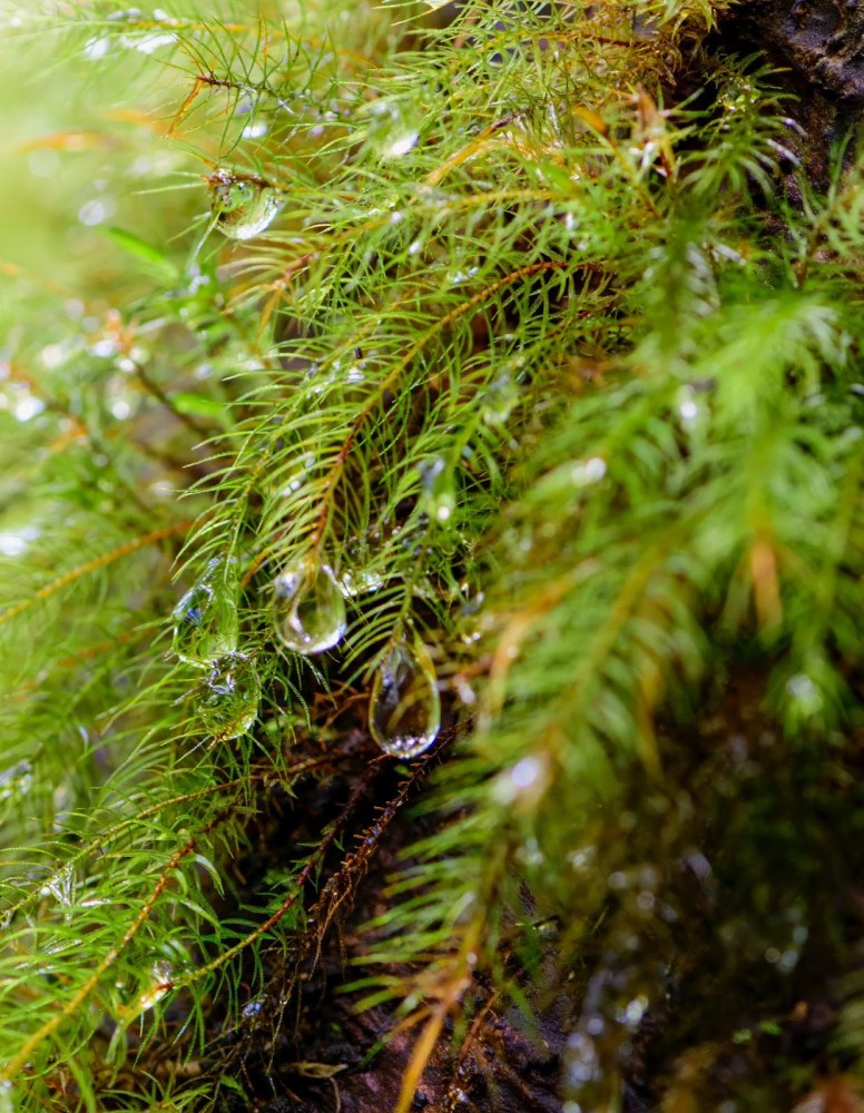 a close up of a green plant