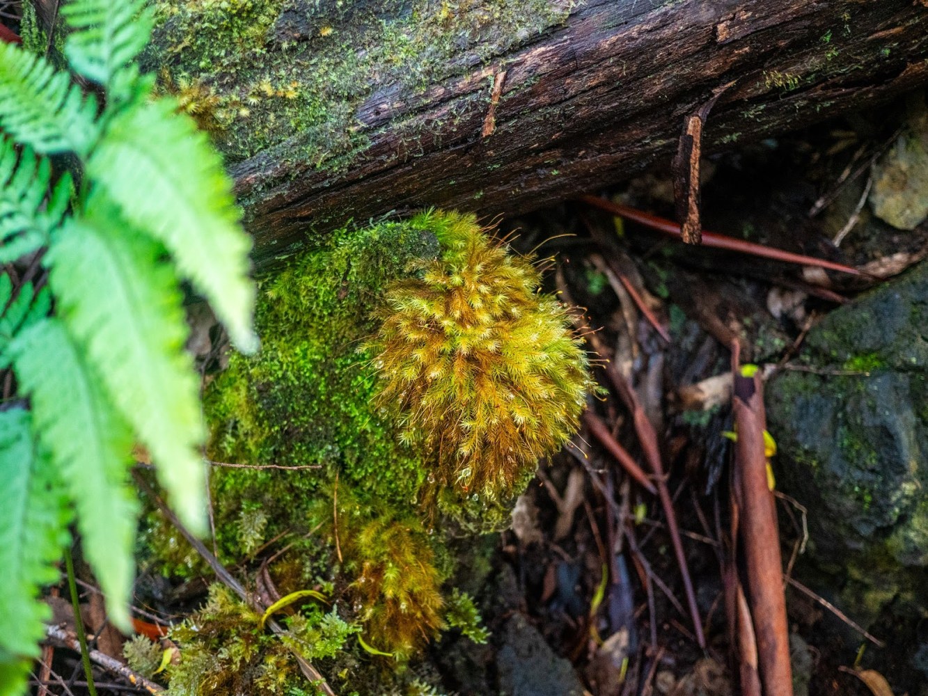 a close up of a tree