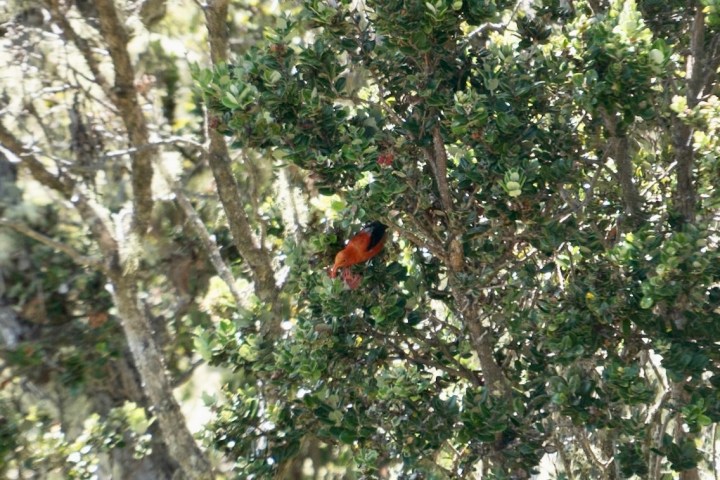 A bright red and black bird perched in a green leafy tree.