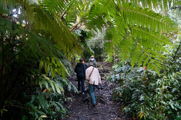 Three people walking on a jungle trail surrounded by dense green foliage.