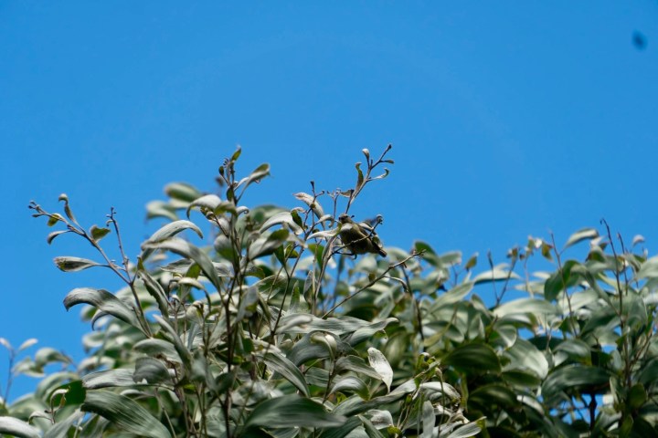 Bird perched atop leafy branches against a bright blue sky.