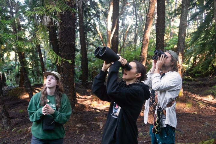 Three people in a forest, two using binoculars to look up, one watching without.